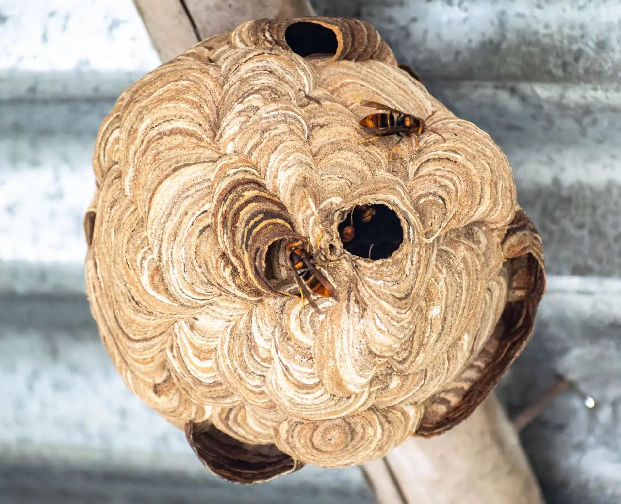 Hornet Nest Removal in Retsof