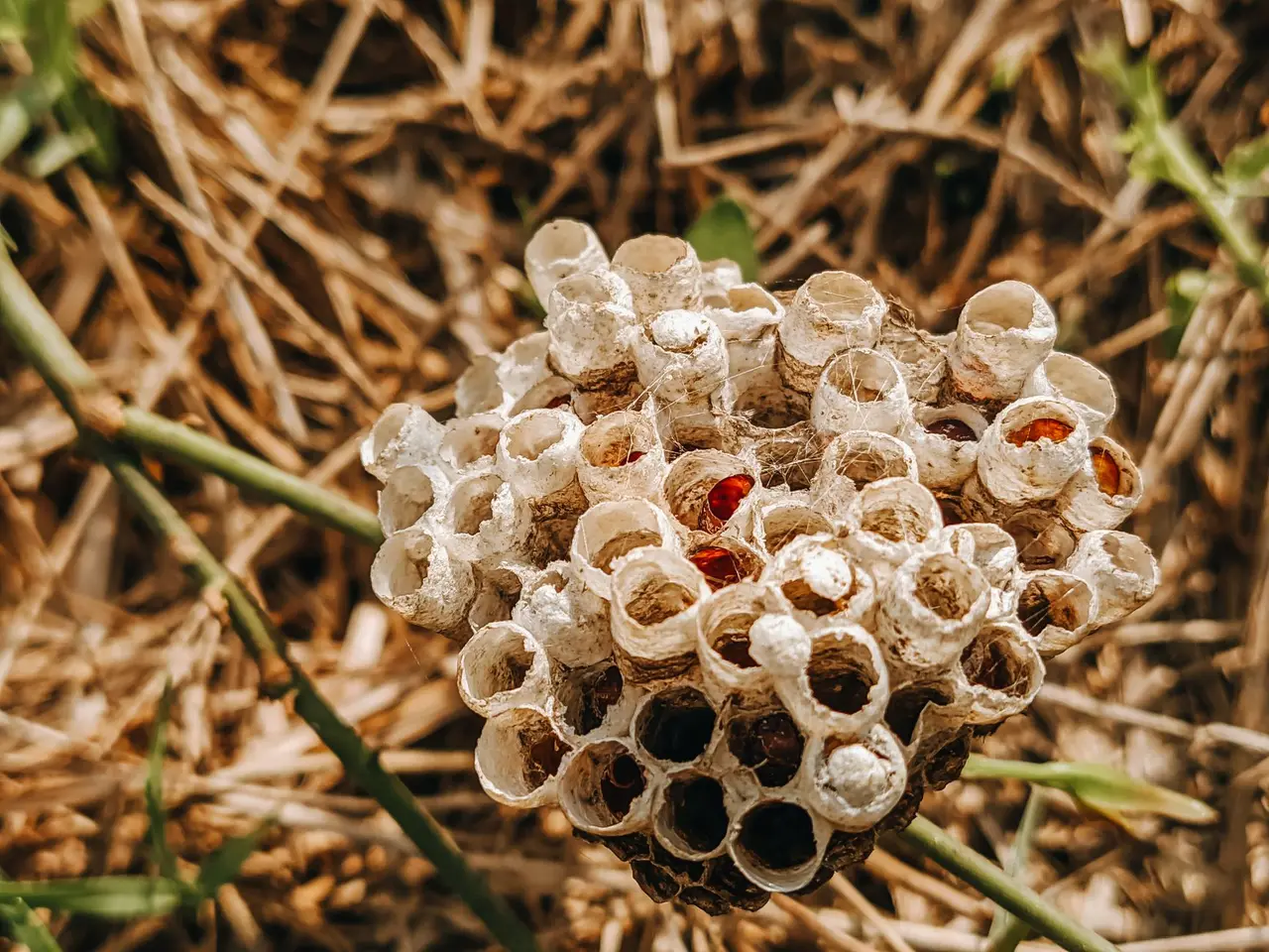 Wasp Nest Inspection in Retsof