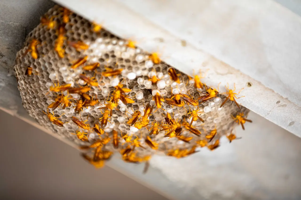 Wasp Nest Removal from Eaves in Retsof