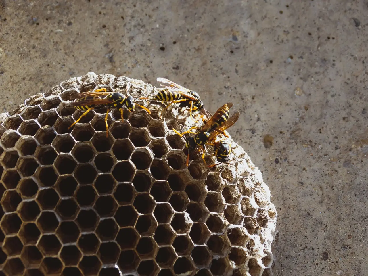 Wasp Nest Treatment in Retsof