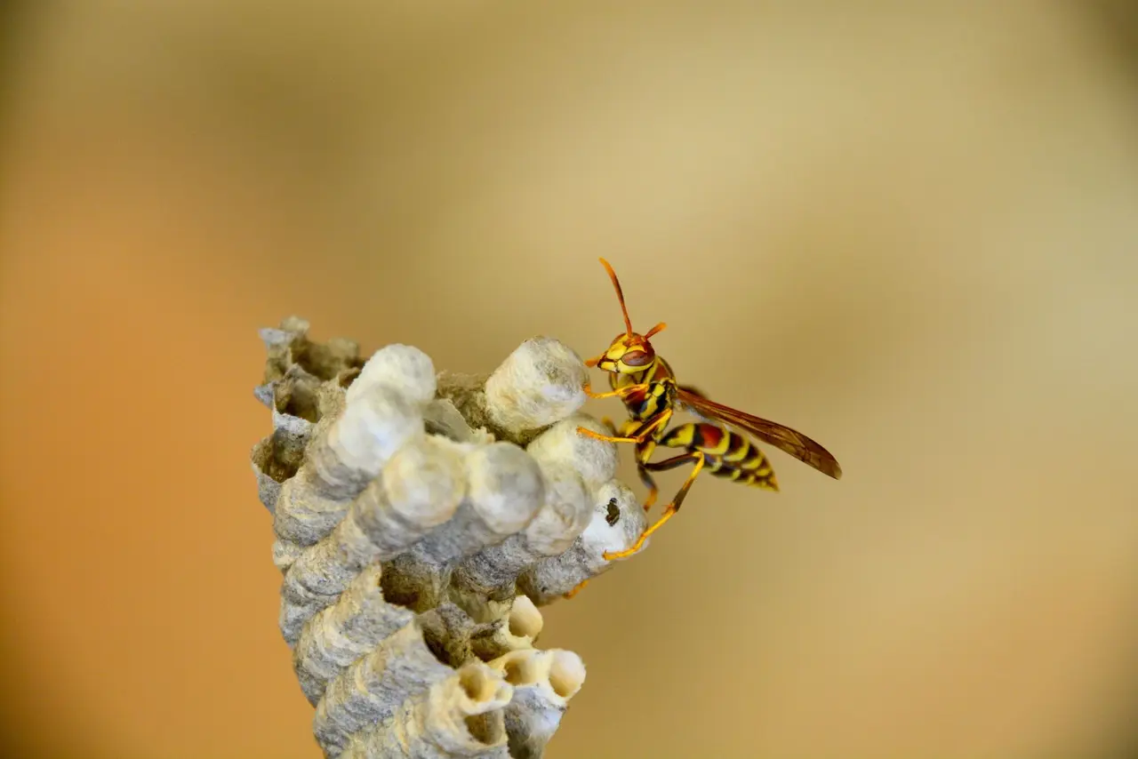 Yellow Jacket Removal in Retsof